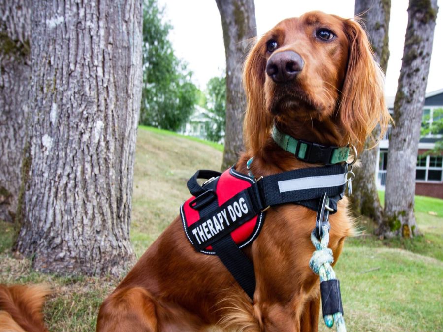 8. Therapeutic and Service Animals for Autism